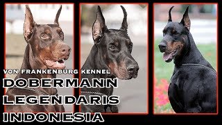 PAMER ANJING DOBERMANN DI KENNEL LEGENDARIS INDONESIA   VON FRANKENBURG [upl. by Eetsim]