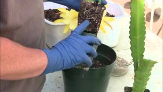 Potting Epiphyllum plants [upl. by Tiny]