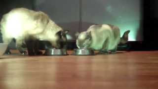 Cute Siamese Cats Having Lunch Together  Loud Siamese Cat Sienna amp Aiko [upl. by Lemmor193]