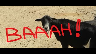 Making Fun of Goat Bleating Sounds [upl. by Eekram]