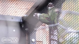 Rare Parrots Hatch at Chester Zoo [upl. by Ardnassak]