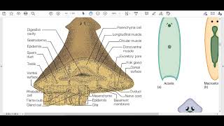 Ch10 Lec1 Triploblastic Acoelomate body plan [upl. by Aleras]