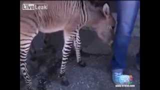 Zebra Mating Donkey Result Zonkey [upl. by Camella645]