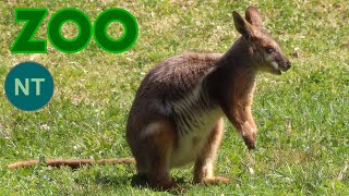 Yellowfooted RockWallaby 4K Petrogale xanthopus xanthopus GelbfußFelskänguru walabí canguru [upl. by Vocaay]