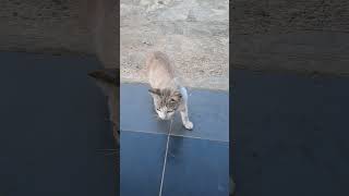 Stray cat politely asks for food [upl. by Nordna180]