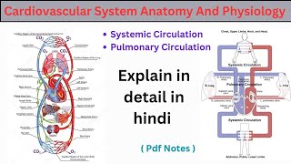 Cardiovascular system in hindi  pulmonary and systematic circulation  structure  functions [upl. by Shuman]