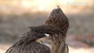 Booted eagle looking around and calling The animal blinks showing its nictitating membrane Spain [upl. by Selia]