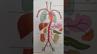 Unlabelled model Chart Part 1Identificationdiagram and labelZoology Practical [upl. by Halda]