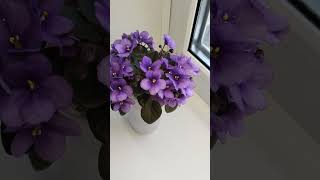 Robs Fuddy Duddy flowers фиалкацветет цветы цветениефиалки plants минифиалки violet [upl. by Peatroy]