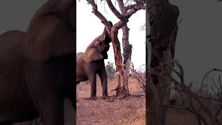 Elephant attack leopard and lion in tree [upl. by Eissirhc]