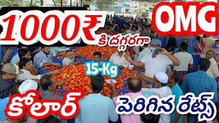 30092024 kolar tomato market ratetoday Kolar tomato market price kolartomatomarkettomato [upl. by Titus400]