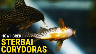 How I Bred Sterbai Corydoras at Home [upl. by Jany]