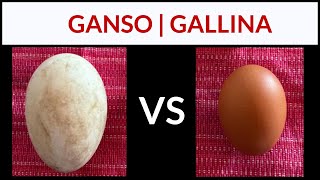 Huevo de GANSO VS huevo de GALLINA  Comparación [upl. by Aiciruam572]