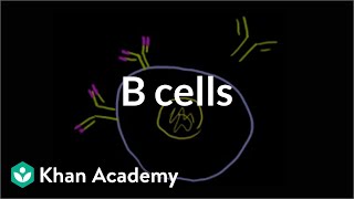 B lymphocytes B cells  Immune system physiology  NCLEXRN  Khan Academy [upl. by Rochette]