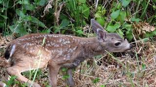 New Fawn of the Year June 16 2024 [upl. by Micaela]