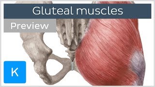 What are the Gluteal Muscles preview  Human Anatomy  Kenhub [upl. by Lareine249]