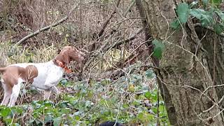 Bella Bracco Italiano and Bonnie Gordon Setter hunting pheasant [upl. by Denise]