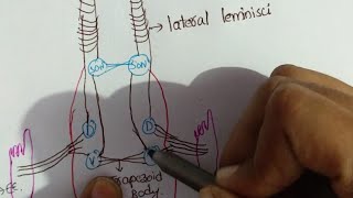 Auditory pathway [upl. by Eitirahc]