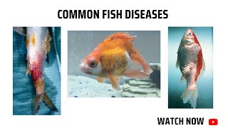 Common fish diseases [upl. by Lede]