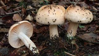 Hygrophorus abieticola [upl. by Apoor475]