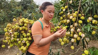 Harvesting Litchi Fruit Garden goes to the market sell  Animal Care  Lý Thị Ca [upl. by Llevol]