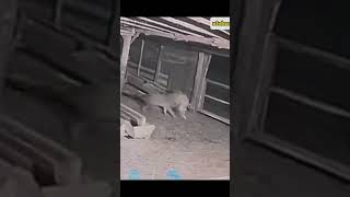 kangal vs wolf 1v1 real fight [upl. by Mccallion]