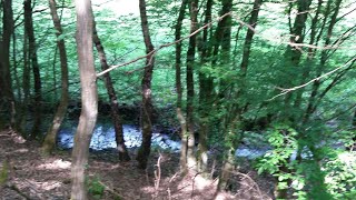 Wald  Geflüster • Zurücklehnen und einfach genießen   Julebuergerfee [upl. by Airb]