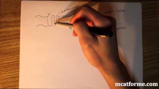 MCAT Biology Lecture Peptide vs Steroid Hormone [upl. by Adal12]