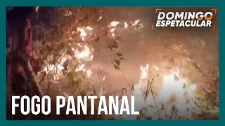 No Pantanal bichos buscam refúgio para fugir do incêndio que já queimou 5 do bioma [upl. by Ahsan]