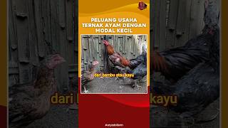 Peluang Usaha Ternak Ayam Dengan Modal Kecil [upl. by Yasmin]