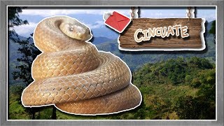 cincuate La serpiente bufadora del maíz  documental de animales salvajes [upl. by Redlac]