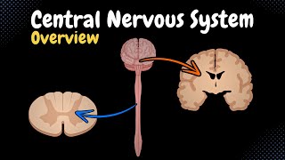 Overview of the CNS Pars Neurons Neuroglia White amp Grey Matter Development  Anatomy [upl. by Erminie]