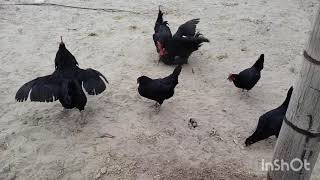 Australorp chickens bhut garm Murgy hoty han [upl. by Einimod]