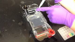 Lab Protocol  Gel Electrophoresis Unit 12 Biotechnology [upl. by Gaven407]