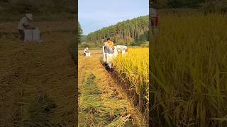 mini harvester working 😱😱 shorts kubota agriculture [upl. by Sihtnyc]