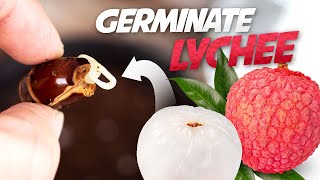 How To Grow Lychee Plant from Seed  Germinate Lychee Seed Successfully Every Time [upl. by Rudolph]