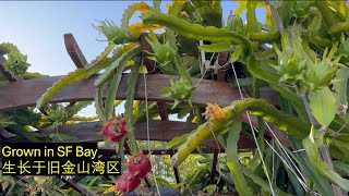 Grow Your Own Food Challenge Passion Fruit Dragon Fruit Figs Ripening Off theTree 972024 [upl. by Noraed570]