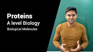 From Amino acids to Protein Structure Mastering Proteins for A level Biology  Biological Molecules [upl. by Josias676]