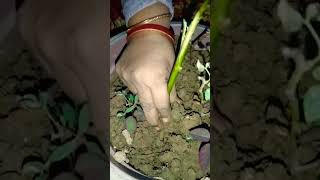 O hello cartoon karna koi aasan Kam nahin ☘️☘️☘️plant garden lover greenplant [upl. by Saref]