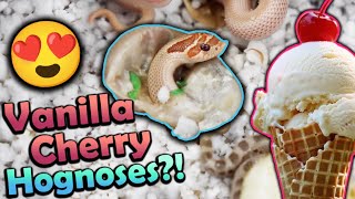 Fancy Baby Hognose Snakes Hatching [upl. by Aisad]