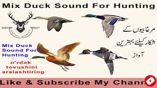 Duck soundduck quackDuck sound for hunting mix ducks soundby DGK Hunter [upl. by Assereht992]