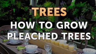 How to Grow Pleached Trees [upl. by Attalie941]