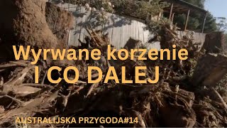 WYRWANE KORZENIE [upl. by Dolloff]