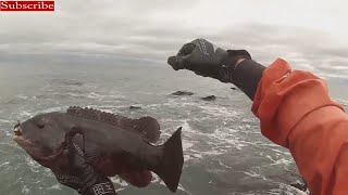 Tautog Surf Fishing Rhode Island [upl. by Sabec260]