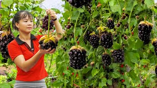 Harvesting Forest Fruit Goes to market sell Take care animals in farm  Tiểu Vân Daily Life [upl. by Keifer]