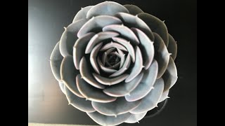 Echeveria Collection and Tips for Care and Propagation [upl. by Pearla525]