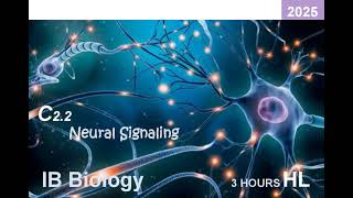 IB Bio 2025 C22 Neural Signaling HL Note ib ibbiology biology neuroscience [upl. by Sandstrom]