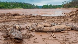 Tragédia Ambiental no Rio Doce  Barragem da Samarco [upl. by Ginzburg]