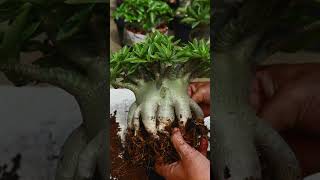 Desert Rose Plant Fertilizer Gardening Adenium Bonsai Flower [upl. by Alain565]