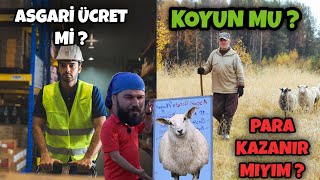 10 KOYUN ASGARİ ÜCRET EDER Mİ [upl. by Icrad]